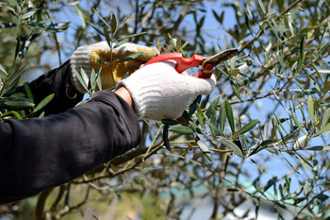 春は基本剪定の季節！？剪定のことはお任せあれ！